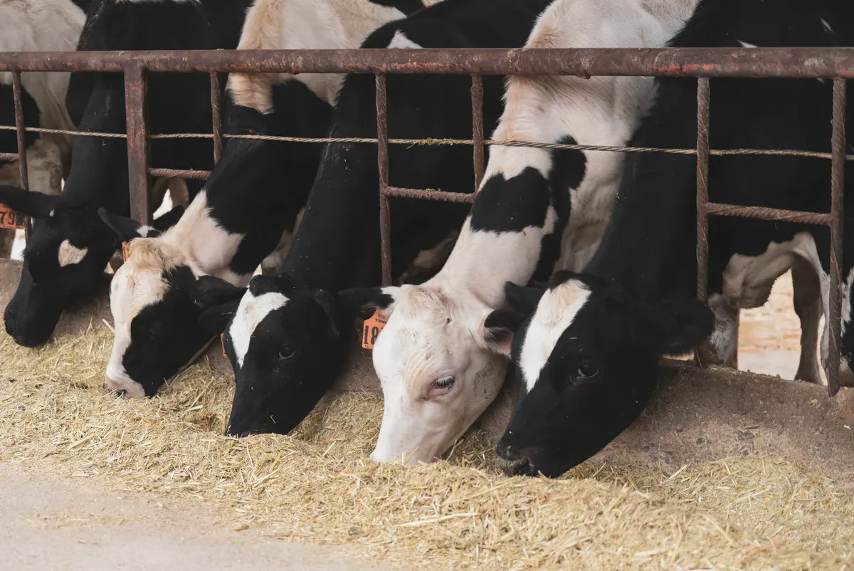 Holstein cows eating hay in an indoor barn. Captures the essence of dairy farming and livestock care.