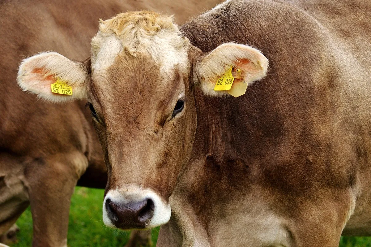 cow, ruminant, dairy cattle, pasture, cattle, livestock, farm animal, brown cow, cow head, allgäu, animal, meadow, farm, grass, nature, beef, agriculture, cow,