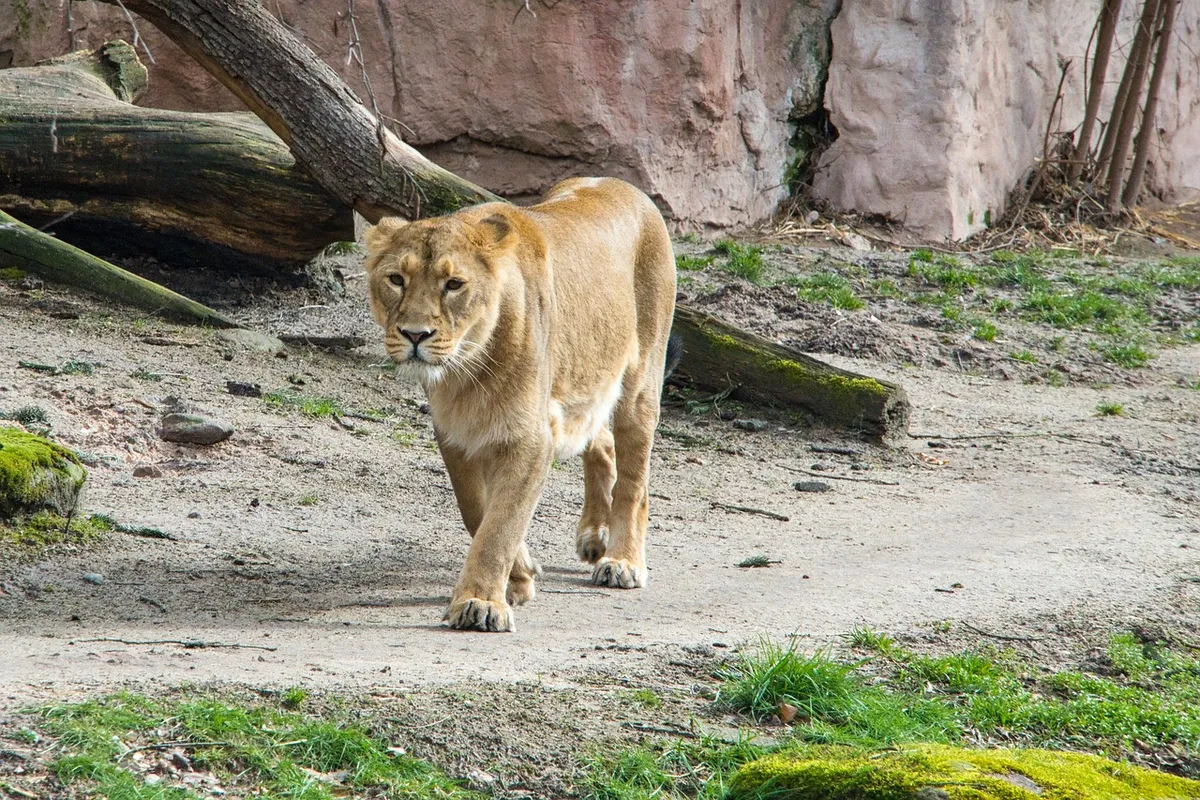 lioness, zoo, zoo nuremberg, foreign investment, enclosure, outdoor enclosures, carnivores, wild, nature, dangerous, animals, animal, wild animals, wildlife, pe