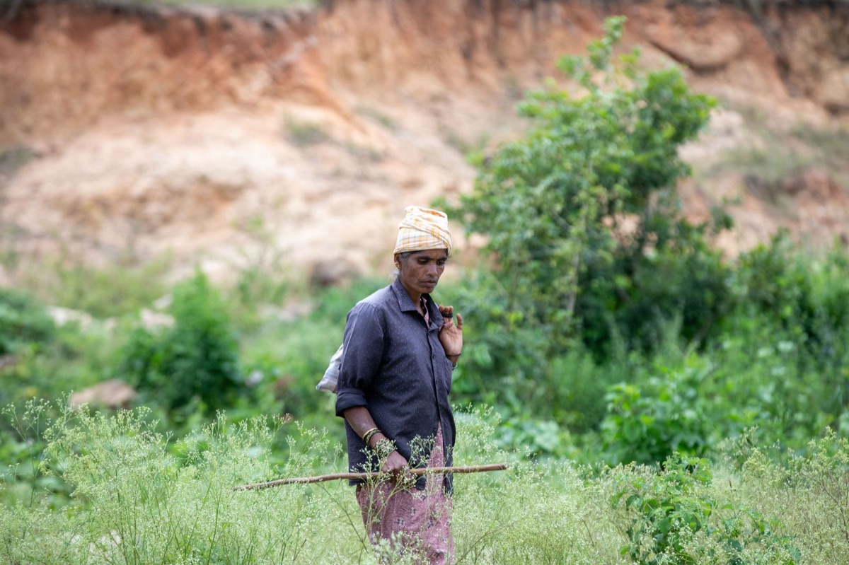 India, 2026 Population 13 Billion: Indian farmer in field