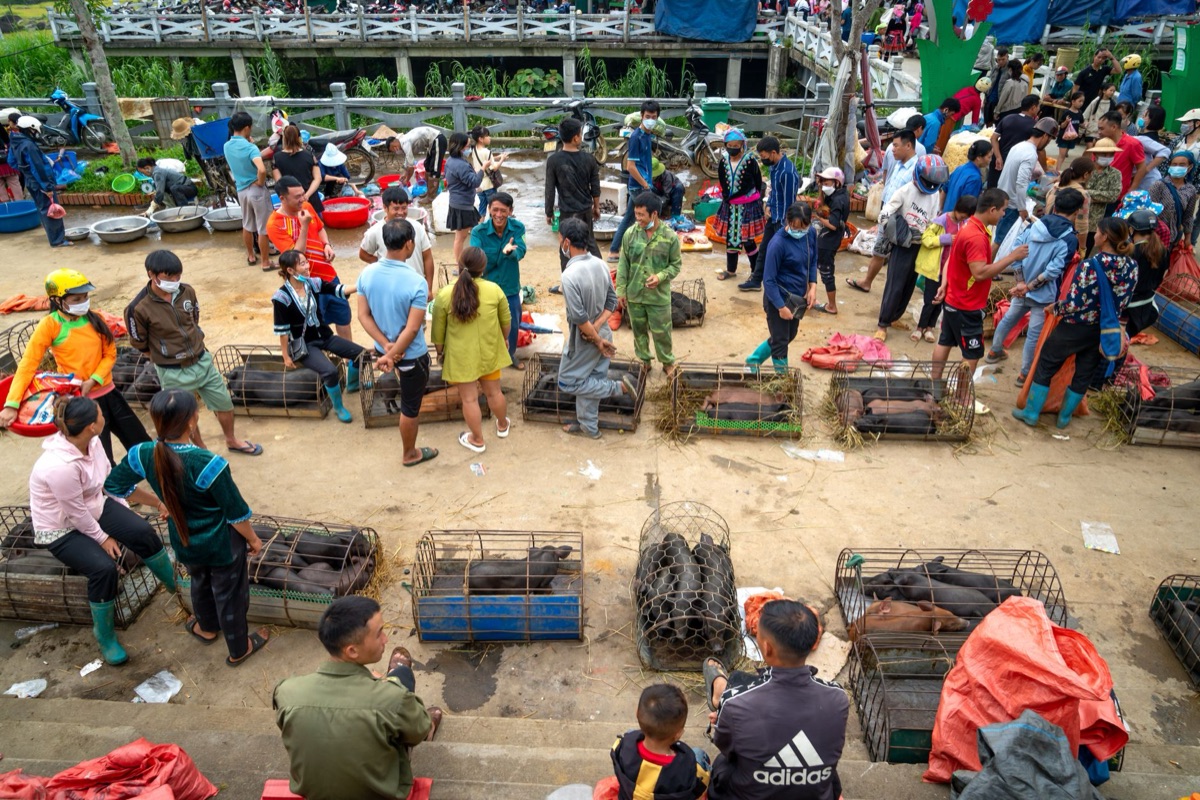 Mercado rural con ganado